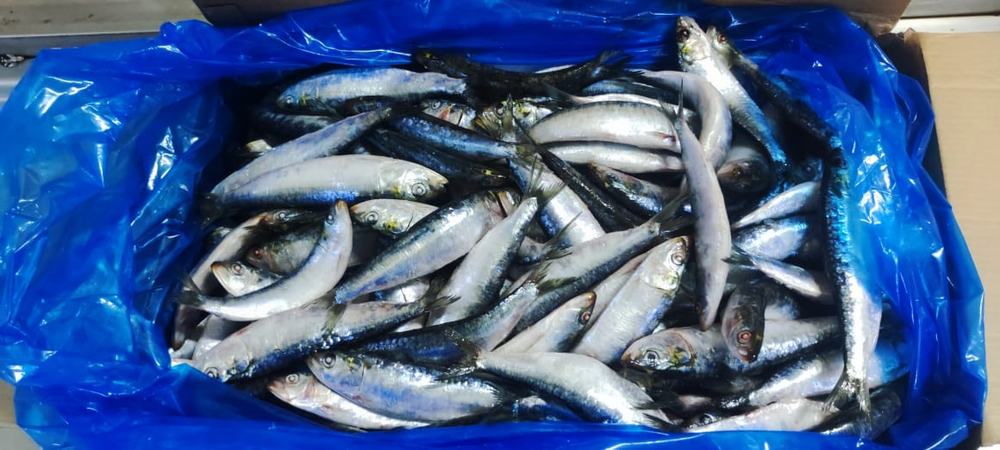 Sardine — Entière IQF, photo 2